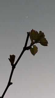 DSC_0149.jpg