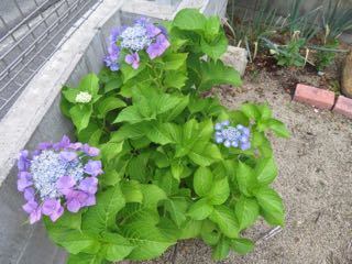 IMG_1442.jpg