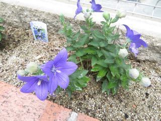 IMG_1446.jpg