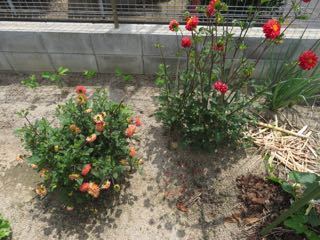 IMG_1453.jpg