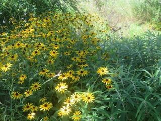IMG_2833.jpeg