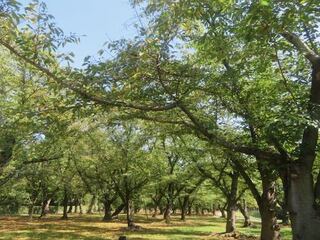 IMG_2980.jpeg