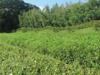 IMG_2981.jpeg