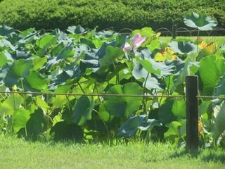 IMG_2982.jpeg