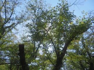 IMG_2987.jpeg