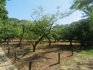 IMG_2988.jpeg