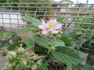 IMG_3107.jpg