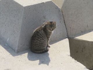 IMG_4230.jpeg