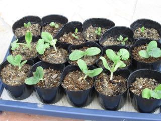 家庭菜園10 ５月の畑 旅の合間に